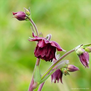 Red Columbine flowers