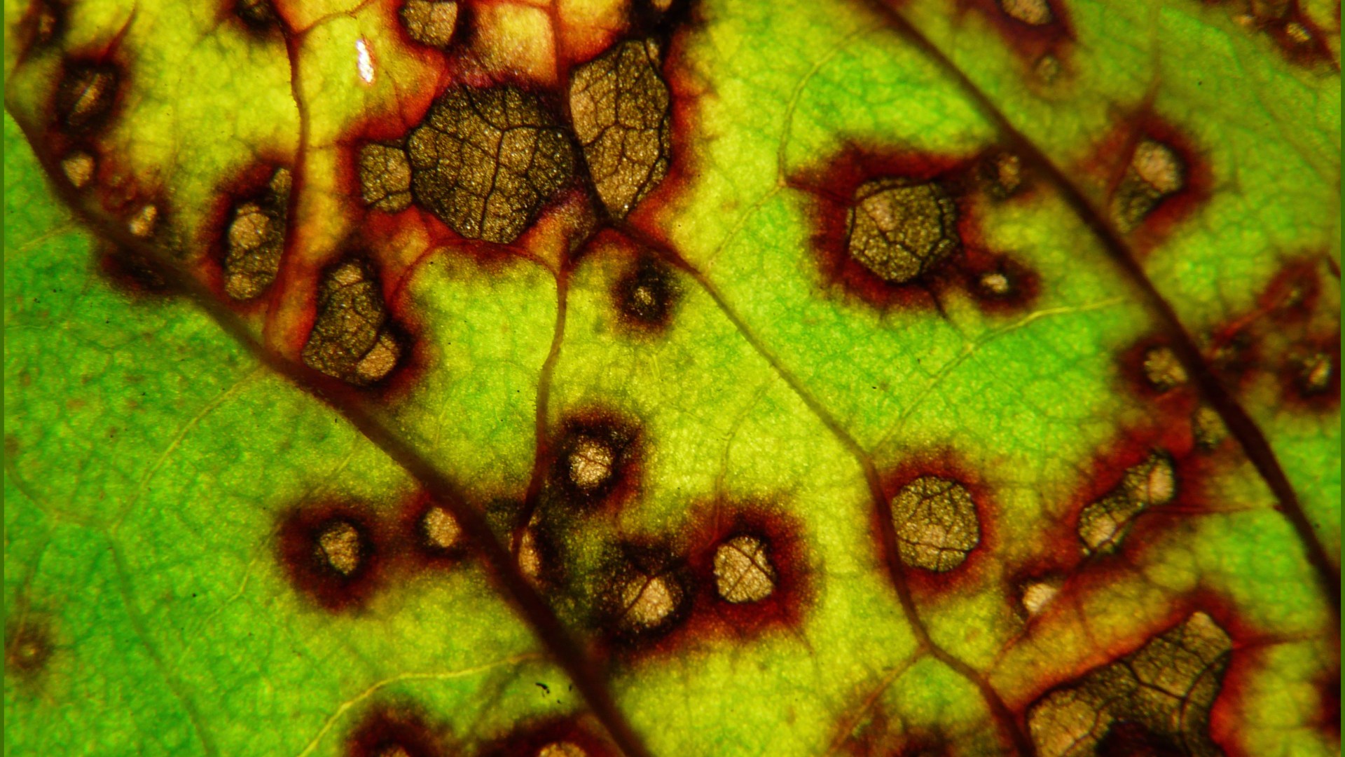 Dock leaves (Rumex obtusifolius) with plant virus