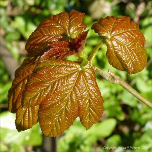 New leaves on Sycamore