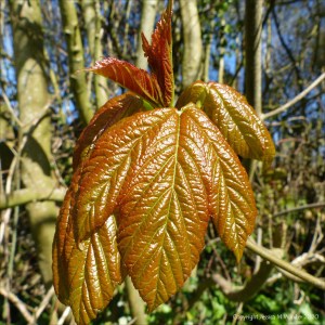 New leaves on Sycamore