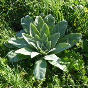 Mullein leaves on a dewy March morning