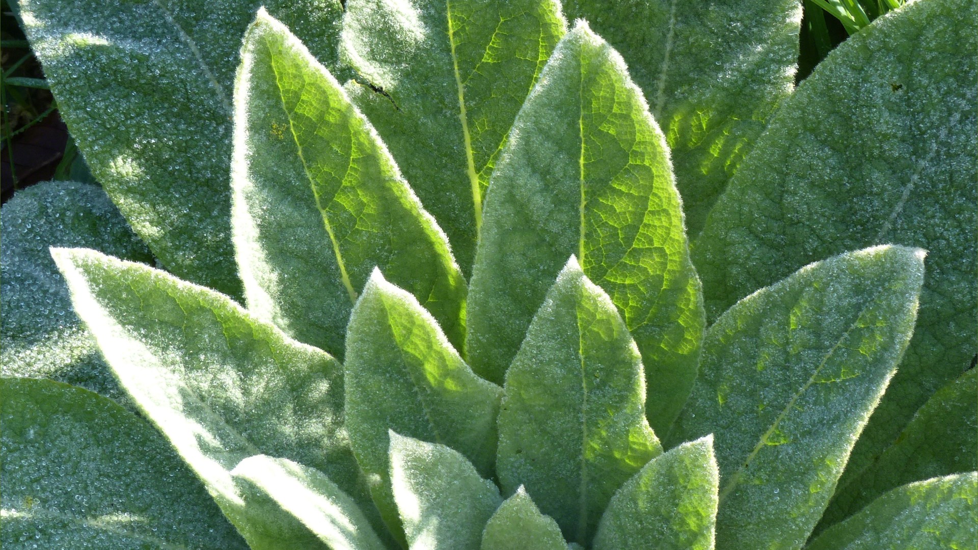 Mullein leaves on a dewy March morning