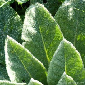Mullein leaves on a dewy March morning