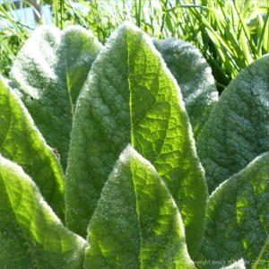 Mullein leaves on a dewy March morning