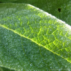Mullein leaves on a dewy March morning