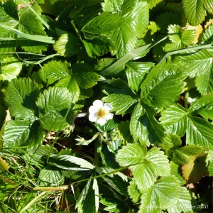 Wild strawberry plants with single flower