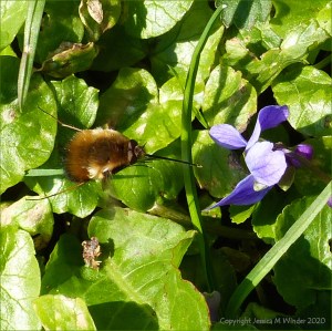 Bee-fly and violets