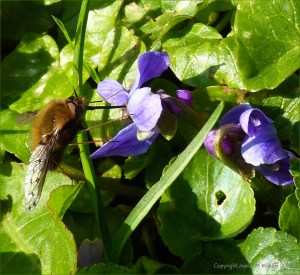 Bee-fly feeding on violets