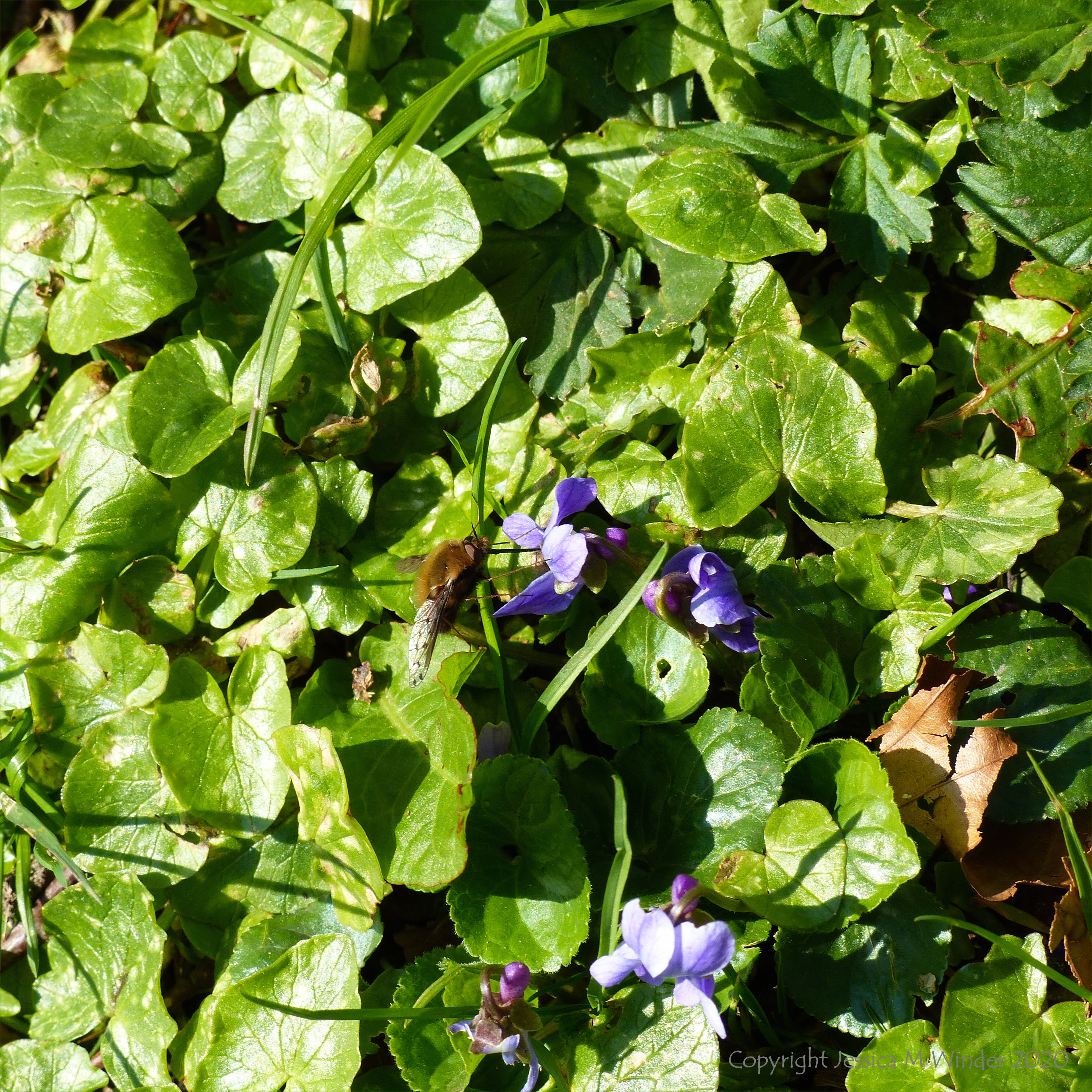 Bee-fly feeding on violets