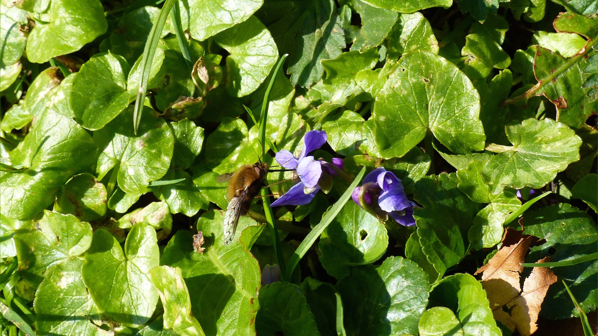 Bee-fly feeding on violets