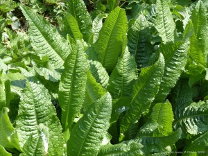 Teasel leaves