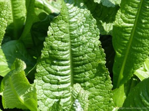 Teasel leaves