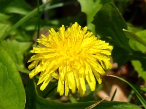 Dandelion flower