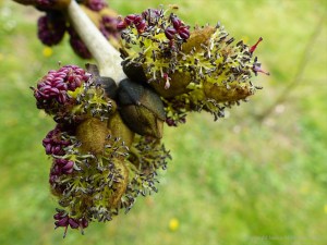 Flowers opening on an ash tree
