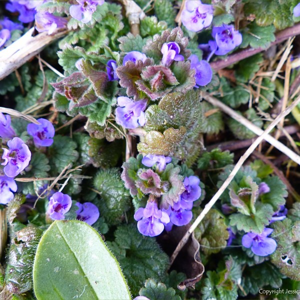 Ground ivy flowers