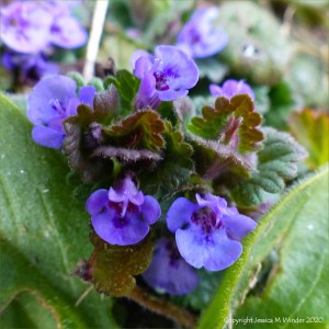 Ground ivy flowers