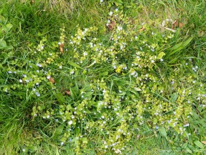 Small pale blue flowers of wild Speedwell
