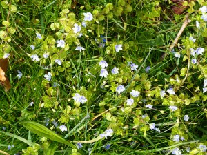 Small pale blue flowers of wild Speedwell