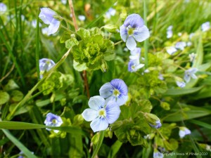 Small pale blue flowers of wild Speedwell