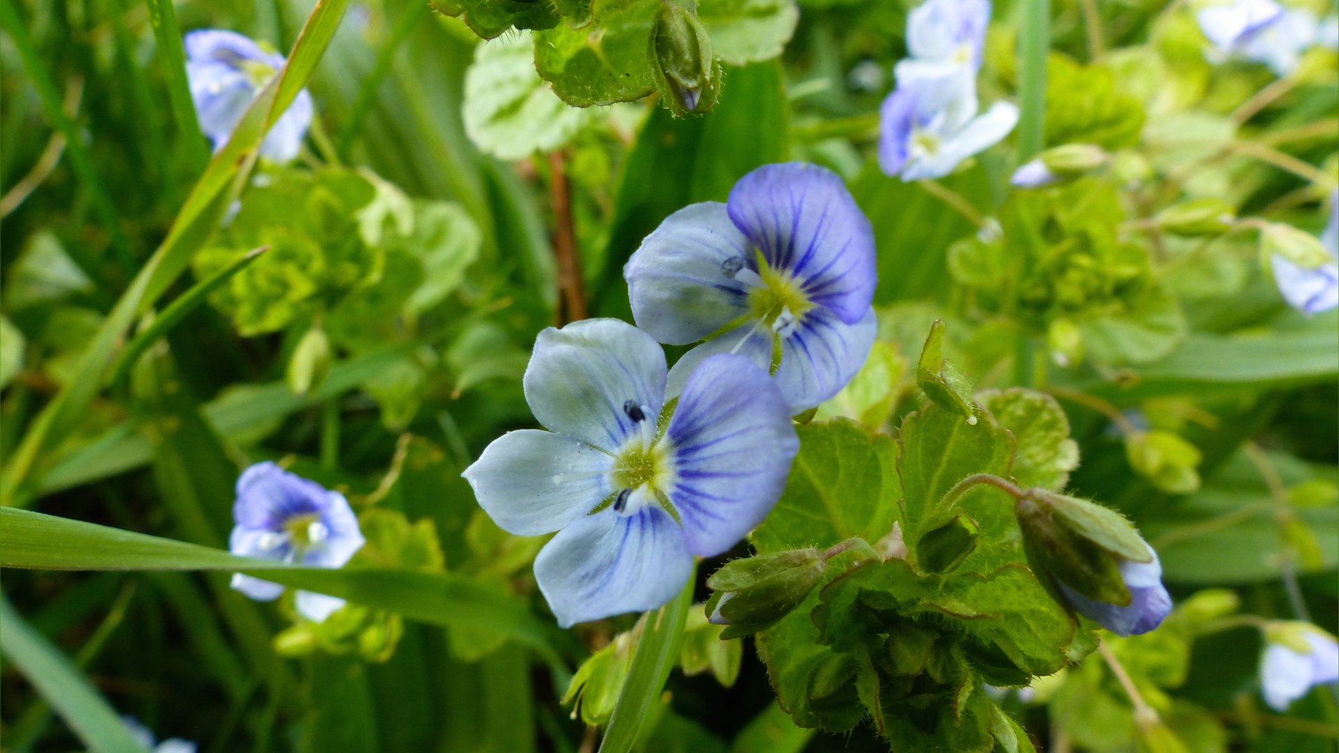 Small pale blue flowers of wild Speedwell