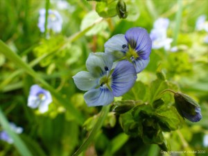 Small pale blue flowers of wild Speedwell