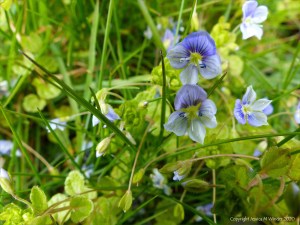 Small pale blue flowers of wild Speedwell