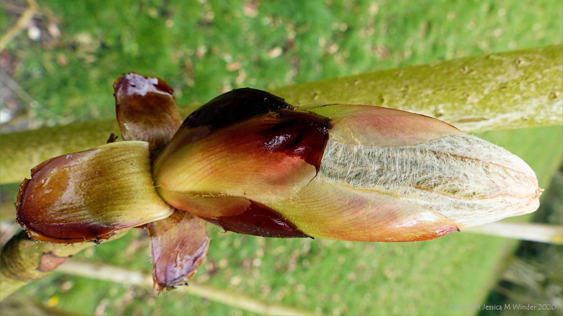 Horse chestnut tree sticky bud just beginning to open