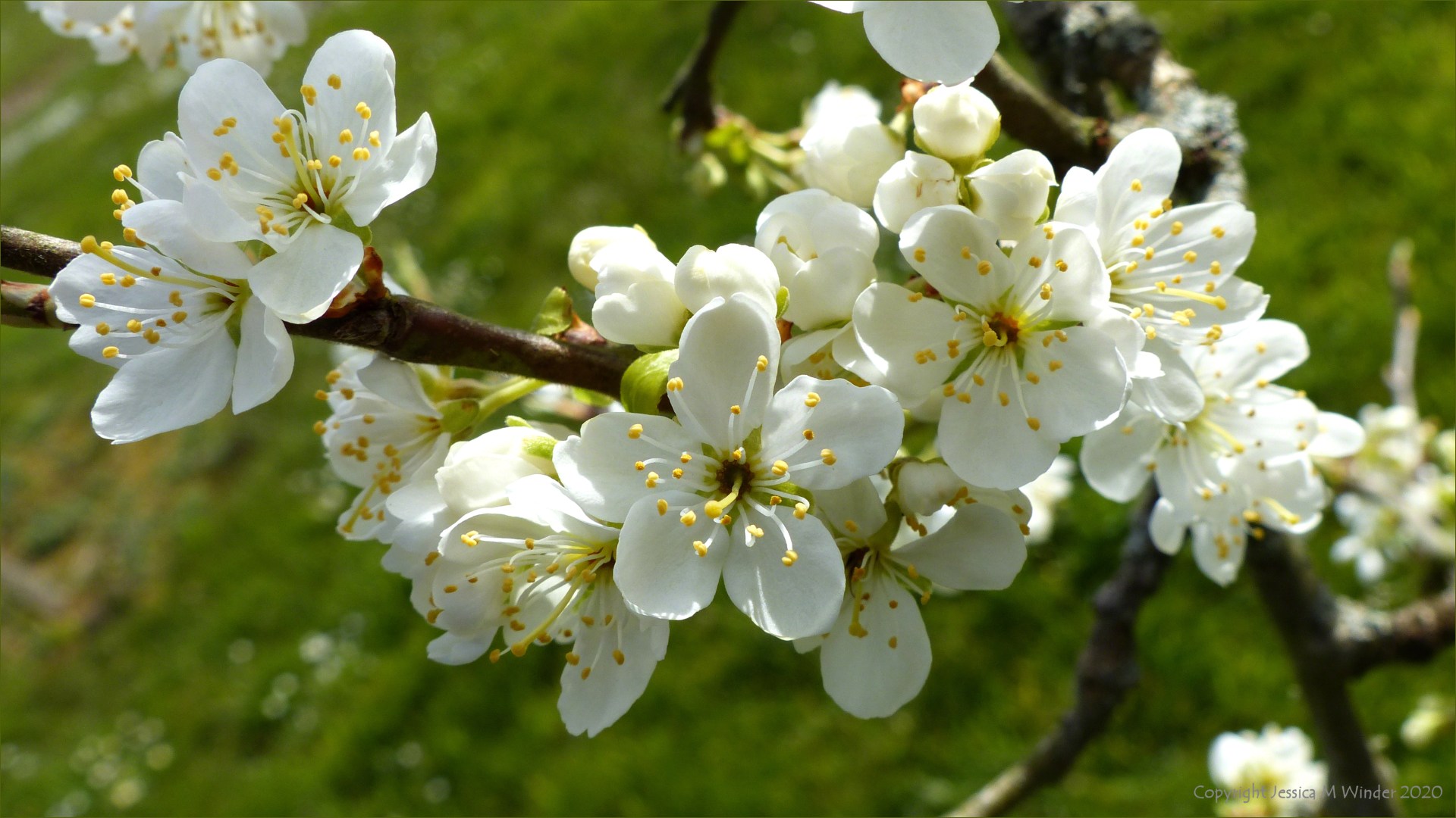 Victoria plum blossoms