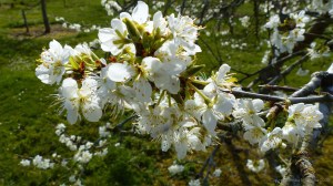 Victoria plum blossoms