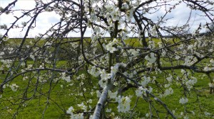 Victoria plum blossoms