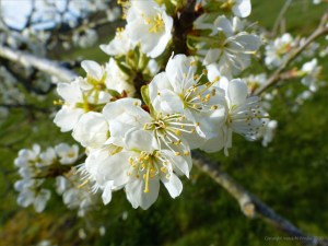 Victoria plum blossoms