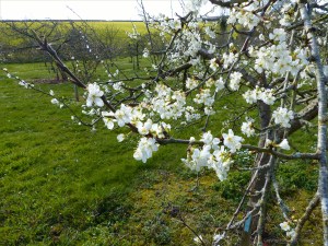 Victoria plum blossoms