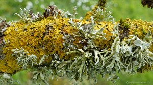 Lichens on an apple tree