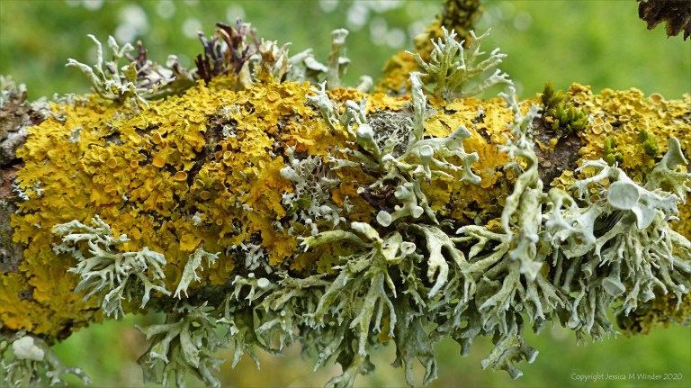 Lichens on an apple tree