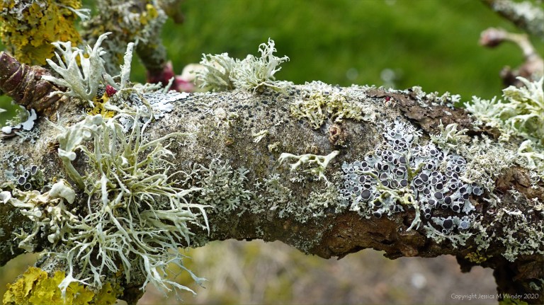 Lichens on an apple tree