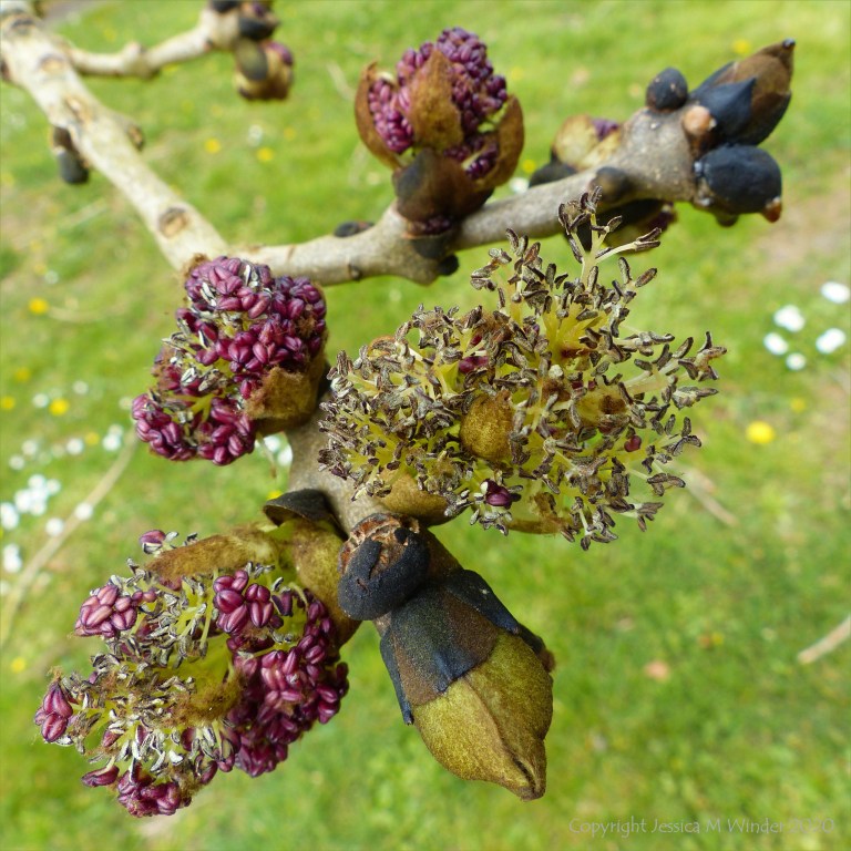 Flowers opening on an ash tree