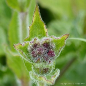 Red campion flower buds