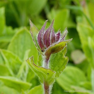 Red campion flower buds