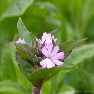 Red campion flower buds