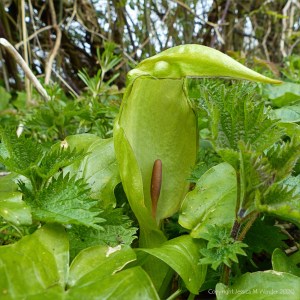 Arum Lily also known as Cuckoopint and Lords-and-Ladies