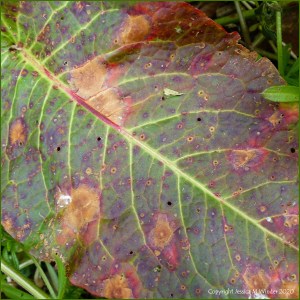 Dock leaves (Rumex obtusifolius) with plant virus