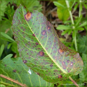 Dock leaves (Rumex obtusifolius) with plant virus