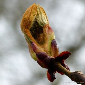 Horse chestnut leaves opening