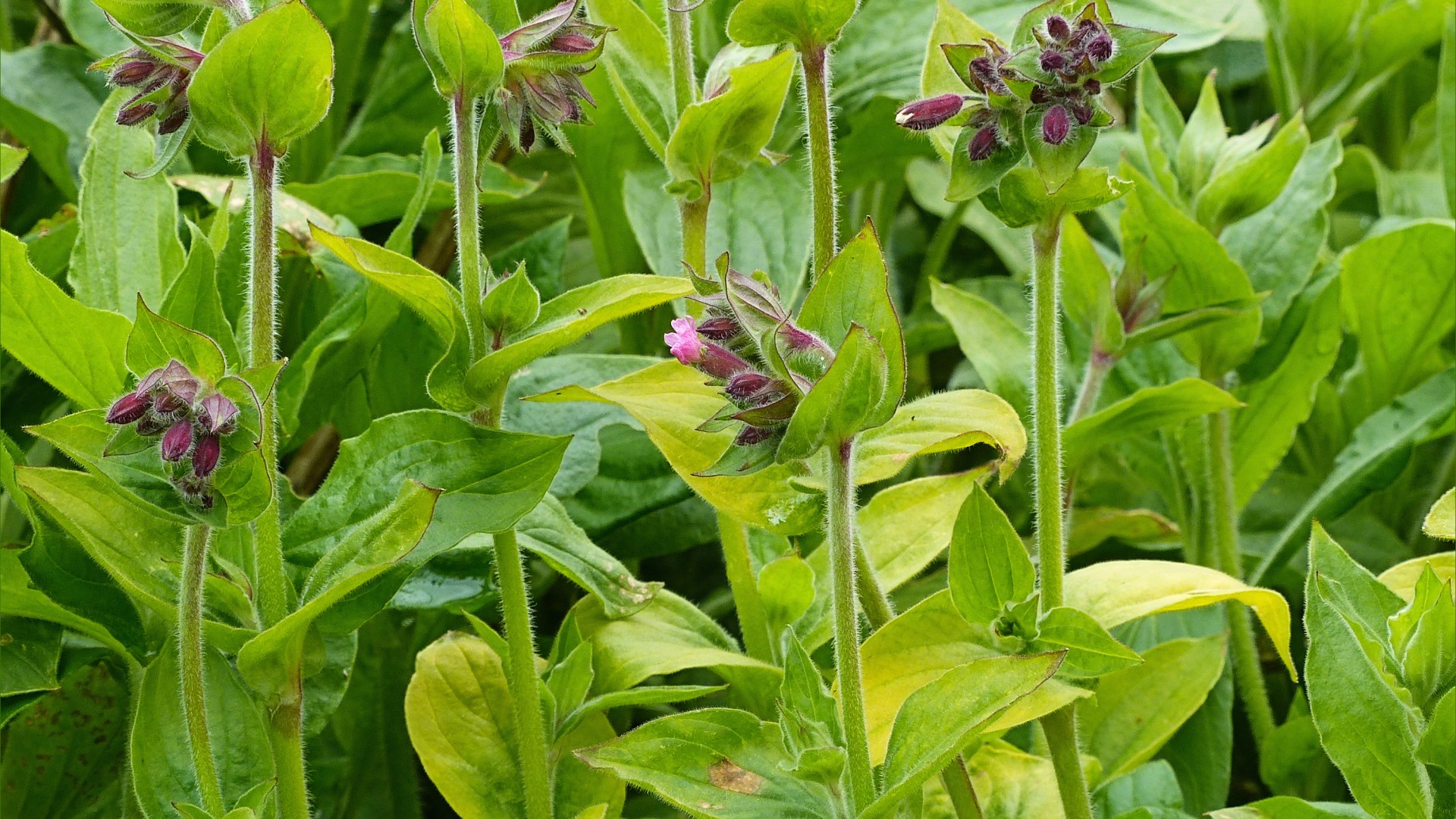 Red campion flower buds