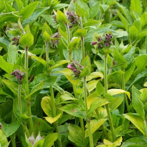 Red campion flower buds