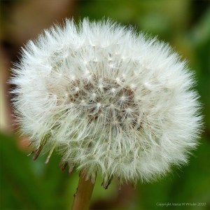 Dandelion clock