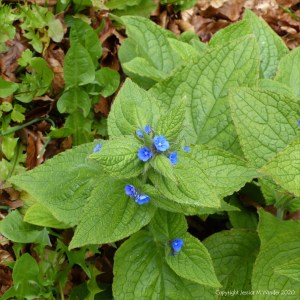 Green Alkanet flowers