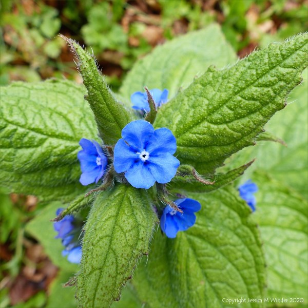 Green Alkanet flowers