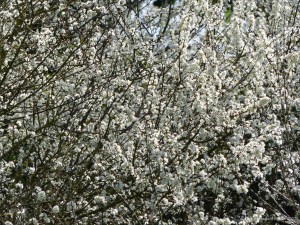 Blackthorn or Sloe blossoms