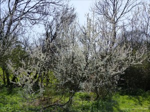 Blackthorn or Sloe blossoms